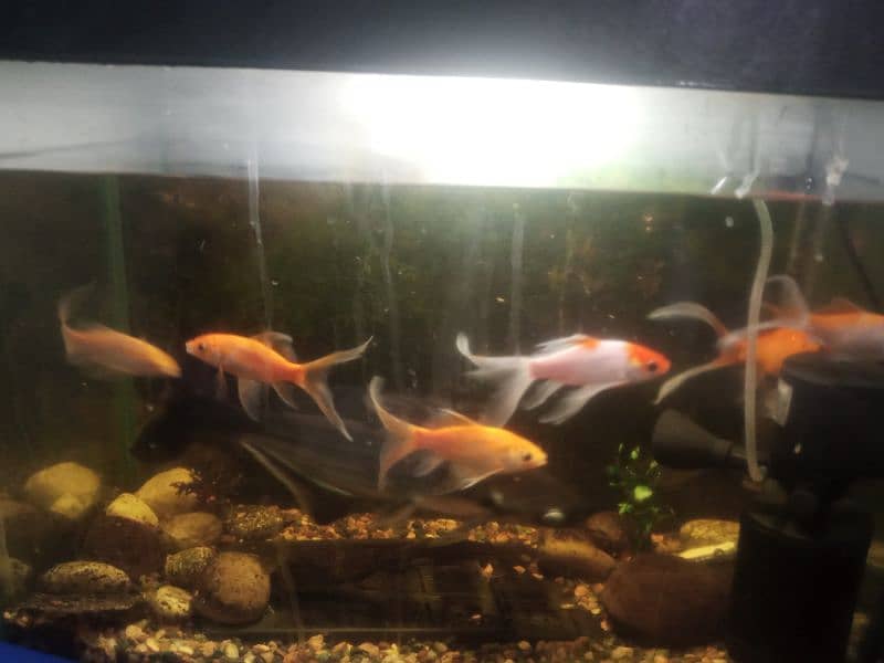 6 Goldfish with 1 shark and 1 sucker mouth up for new home 1