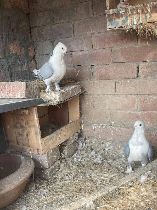 Sentient Fancy pigeon 1