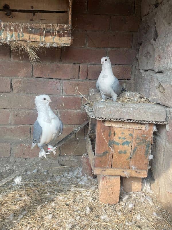 Sentient Fancy pigeon 2