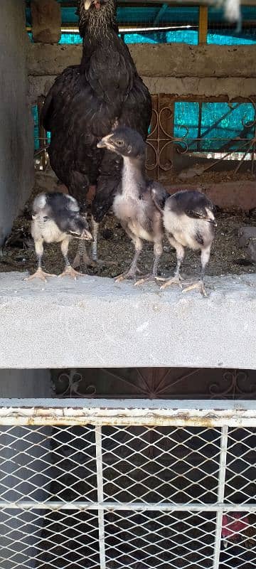 3 aseel chicks fore sale 6