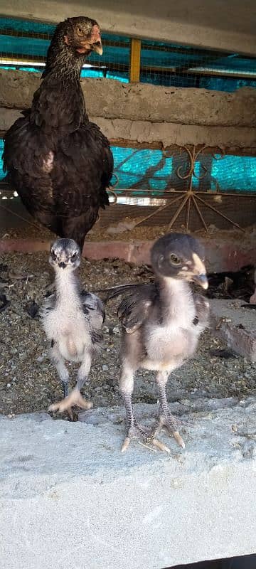 3 aseel chicks fore sale 8