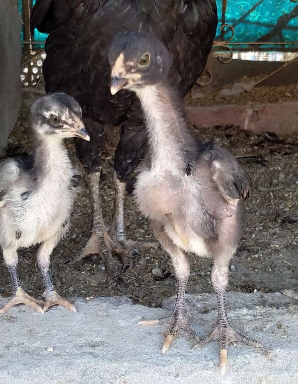 3 aseel chicks fore sale 9