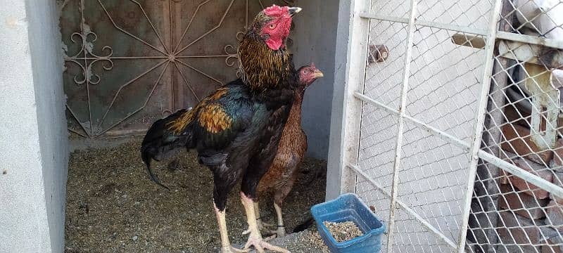 3 aseel chicks fore sale 11