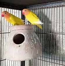 love birds common lutino breeder pair