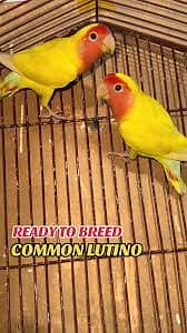 love birds common lutino breeder pair