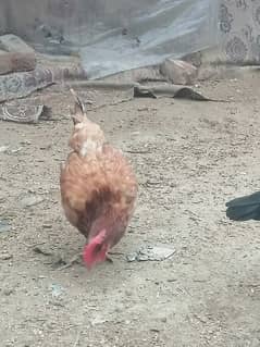 urgent sale 1000 rupees per piece eggs laying hens