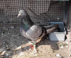 pigeon