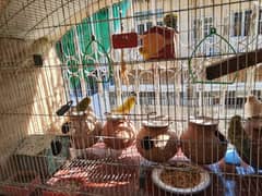 Australian and African parrots. with cage