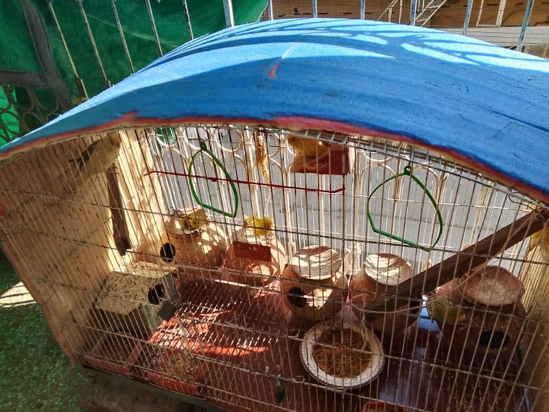 Australian and African parrots. with cage 1