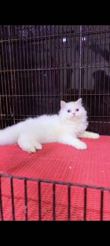 Persian cat for sale male or female my WhatsApp 0325=24=52=848 2