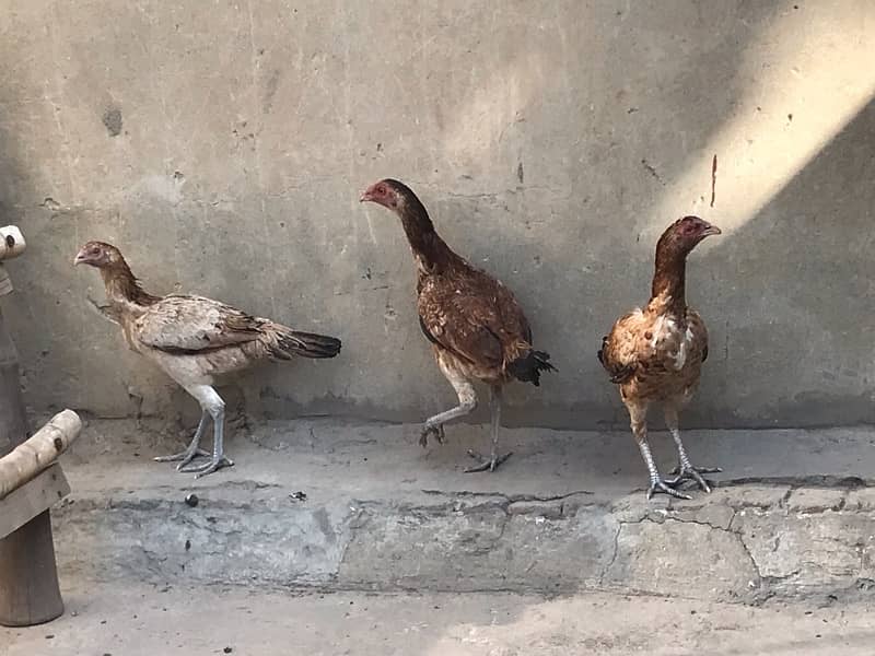 a cock and three hens mal 1