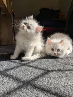 Persian female kittens