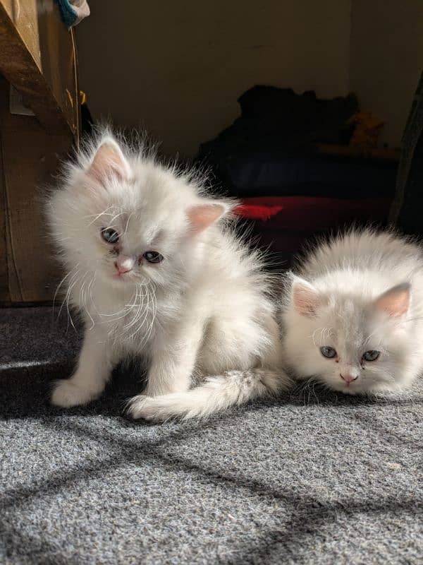 Persian female kittens 1