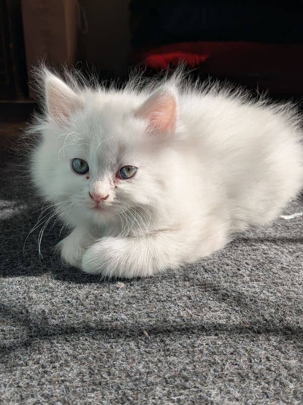 Persian female kittens 4