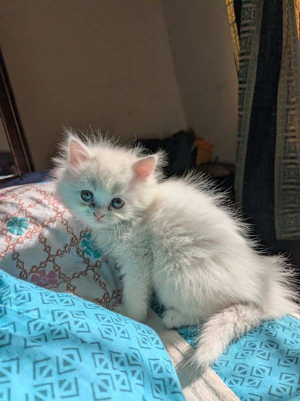 Persian female kittens 5