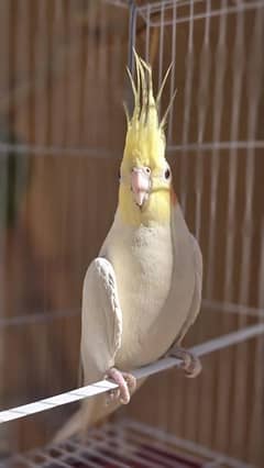 Cockatiel Parrots Birds with Cage included