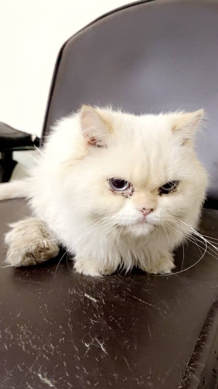 Persian cats pair one orange one white 2