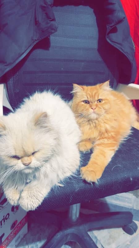 Persian cats pair one orange one white 6