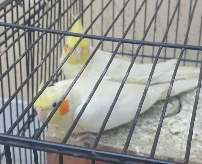 Yellow Cocktails breeder jorra FOR SALE With Budgies pair and 2 Cages 0