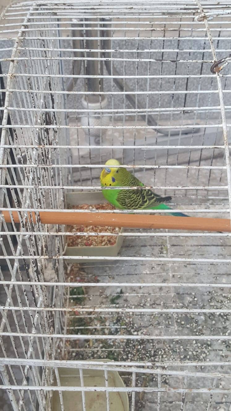 Yellow Cocktails breeder jorra FOR SALE With Budgies pair and 2 Cages 1