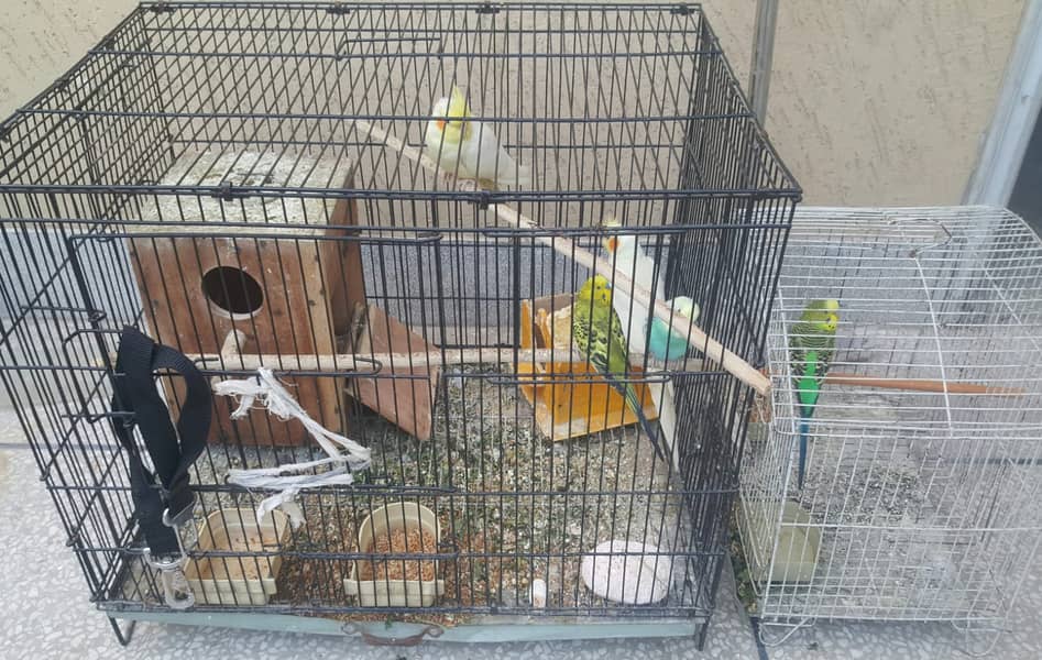 Yellow Cocktails breeder jorra FOR SALE With Budgies pair and 2 Cages 2