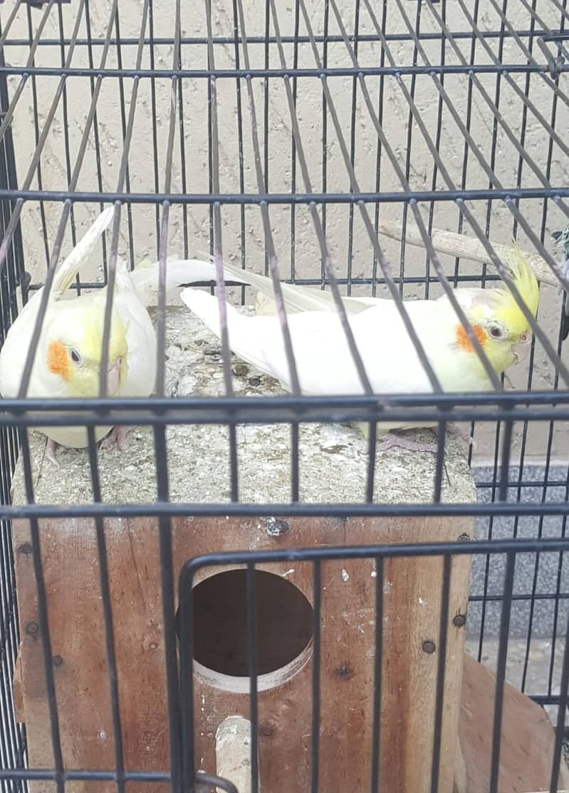 Yellow Cocktails breeder jorra FOR SALE With Budgies pair and 2 Cages 3