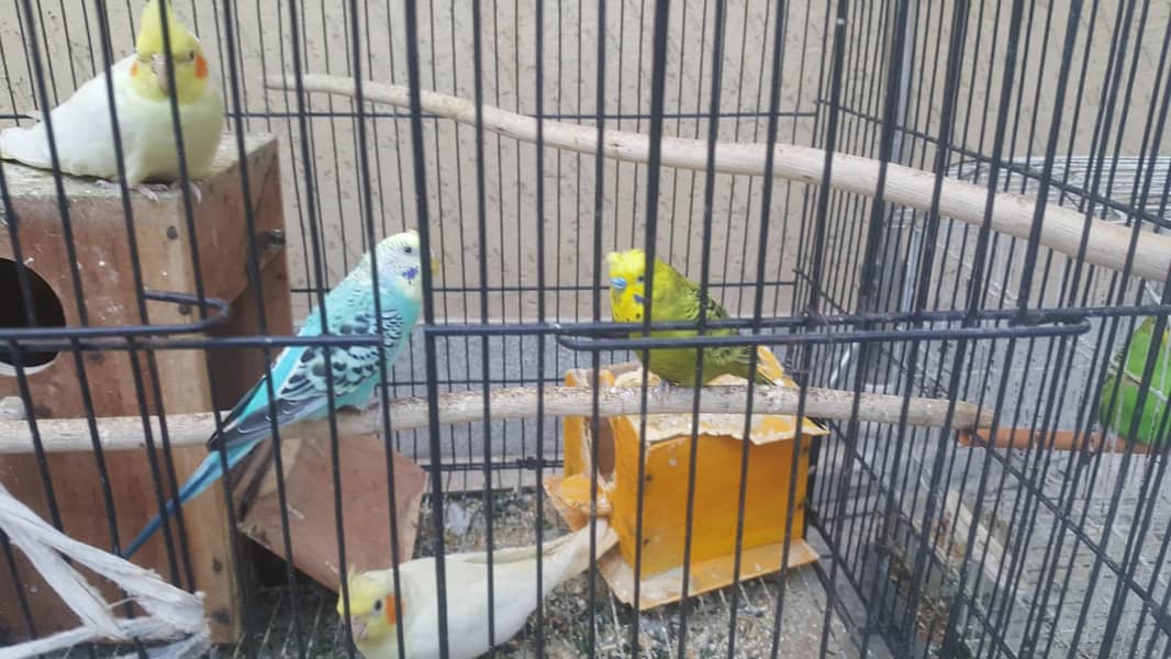 Yellow Cocktails breeder jorra FOR SALE With Budgies pair and 2 Cages 4