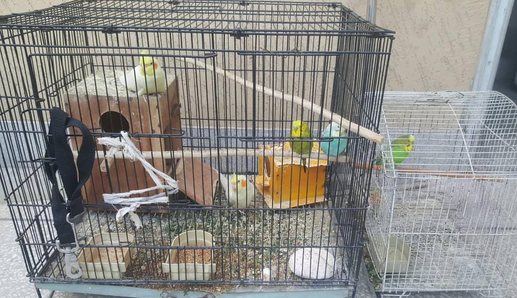 Yellow Cocktails breeder jorra FOR SALE With Budgies pair and 2 Cages 5