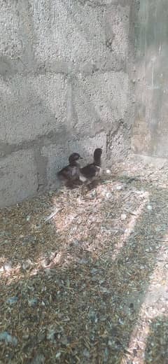 zero size bantam Chicks