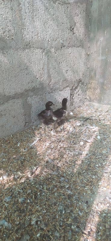 zero size bantam Chicks 3