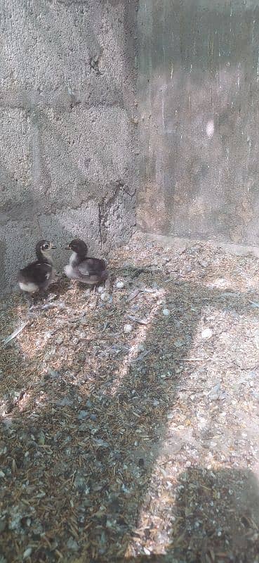 zero size bantam Chicks 4