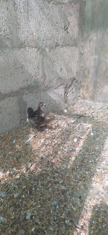 zero size bantam Chicks 5