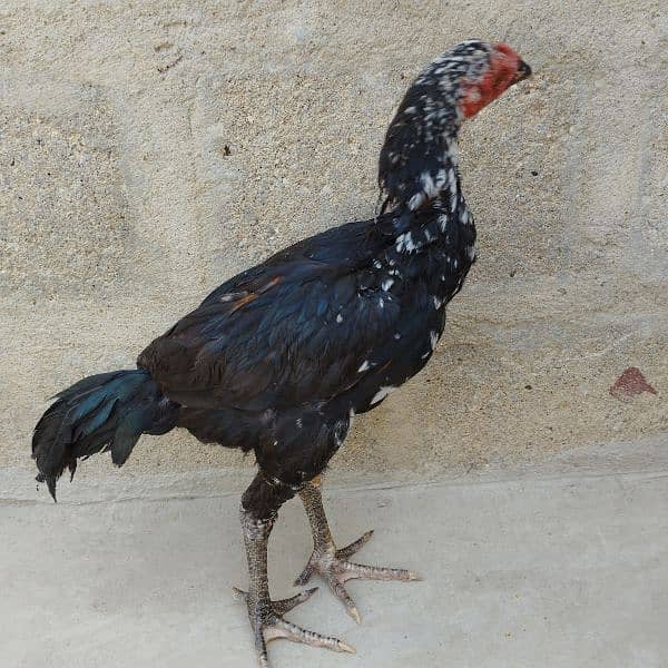 lakha mushka male black choras nali good quality 3