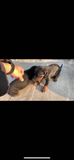 Doberman fully natural female puppy