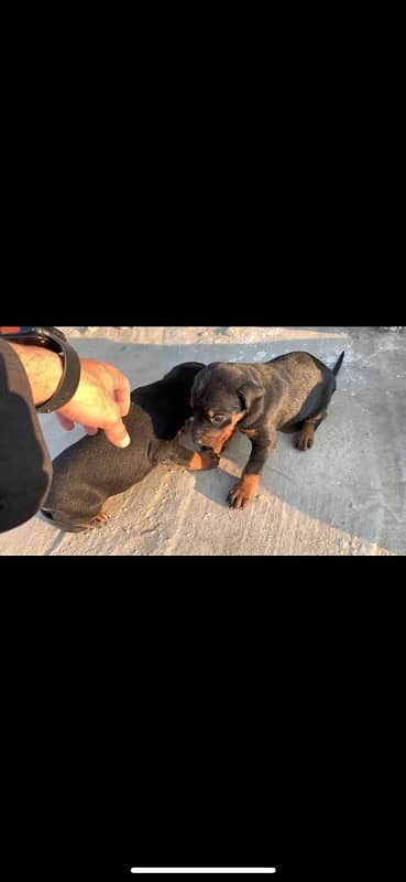 Doberman fully natural female puppy 0