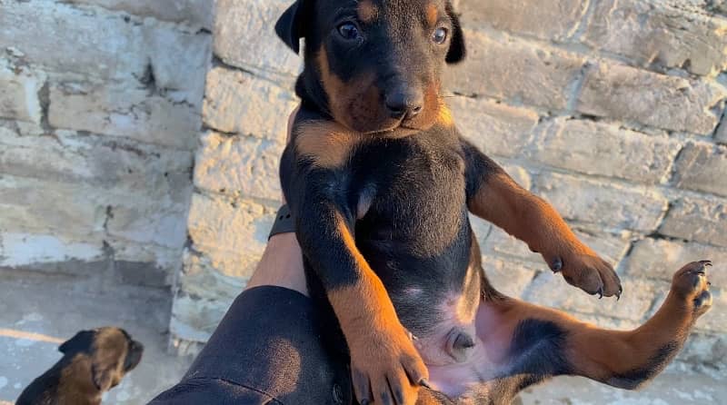 Doberman fully natural female puppy 1