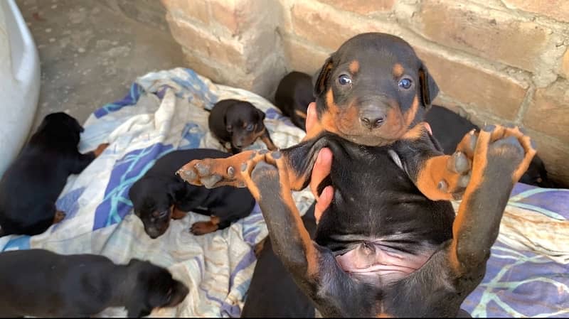 Doberman fully natural female puppy 2