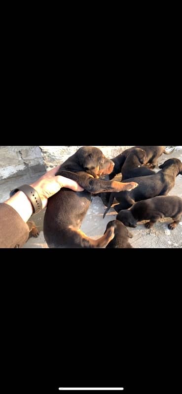 Doberman fully natural female puppy 4