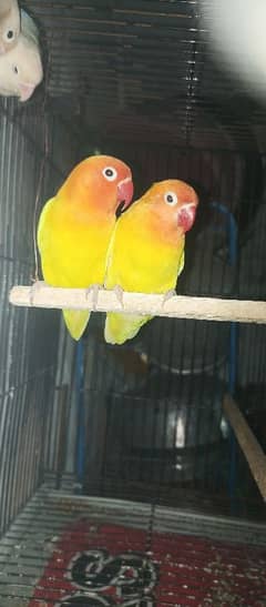 lovebirds Breeder Pair Latino and Green Fisher Pair with Eaggs