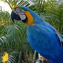 Blue Gold Macaw