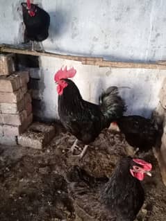 Australorp male 03224538032