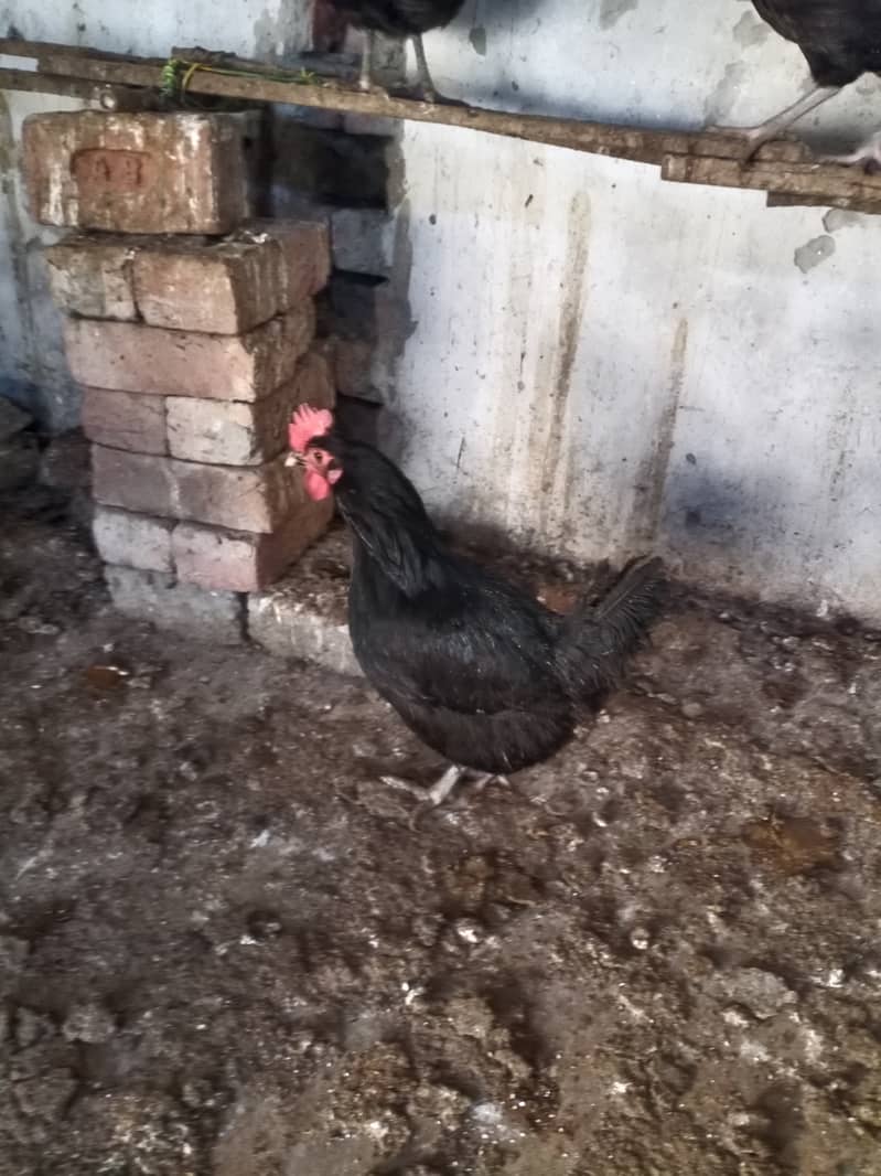 Australorp male 03224538032 1