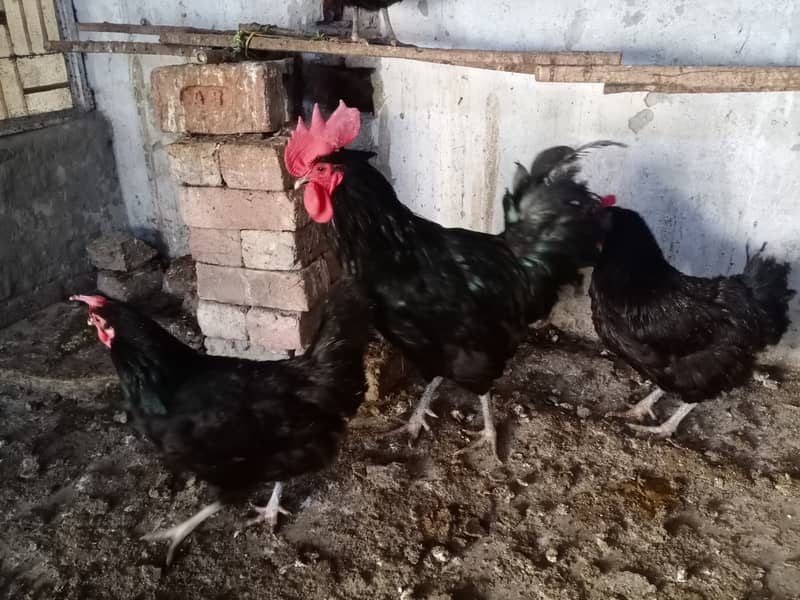 Australorp male 03224538032 2