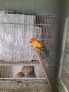 Adult Sun Conure Male With DNA