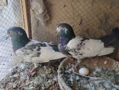 Highflyer Teddy Pigeon for Sale