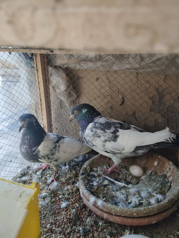 Highflyer Teddy Pigeon for Sale 1