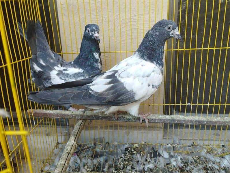 Highflyer Teddy Pigeon for Sale 2