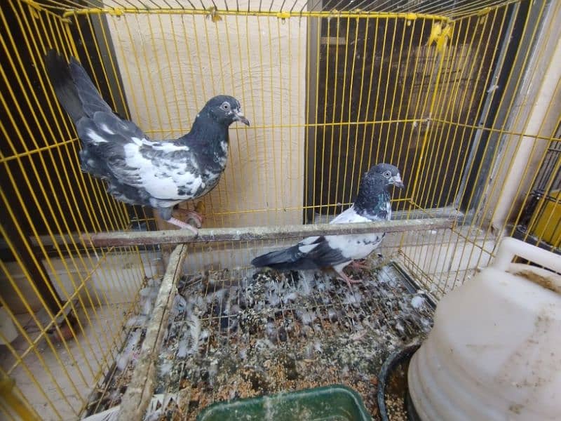 Highflyer Teddy Pigeon for Sale 3