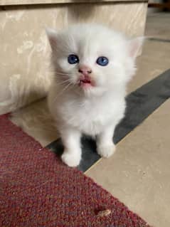 white Persian two kittens available, final price per piece 15000