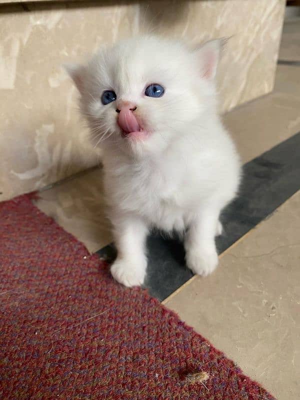 white Persian two kittens available, final price per piece 15000 1